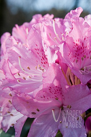RHODODENDRON_CHEER