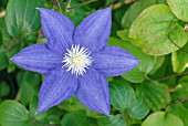 CLEMATIS BEAUTY OF WORCESTER