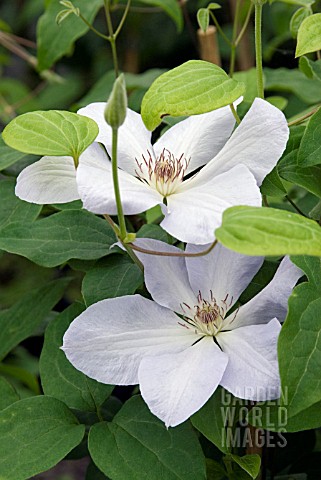 CLEMATIS_SPECIAL_OCCASIONS