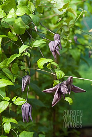 CLEMATIS_VITICELLA_MARY_ROSE__SYN_FLORA_PLENA