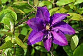 CLEMATIS RICHARD PENNELL