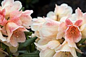 RHODODENDRON FIRELIGHT