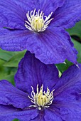 CLEMATIS BEAUTY OF WORCESTER