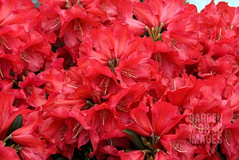 RHODODENDRON_FRED_PESTE
