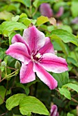 CLEMATIS CARNABY