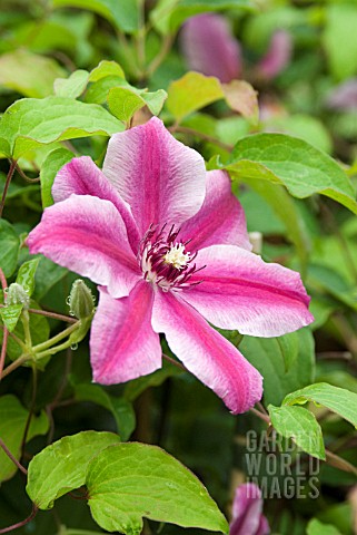 CLEMATIS_CARNABY