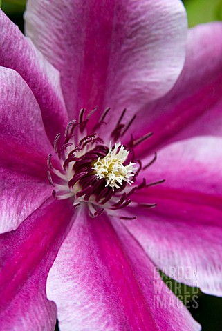 CLEMATIS_CARNABY