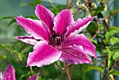 CLEMATIS CARNABY
