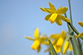 NARCISSUS CYCLAMINEUS MARCH SUNSHINE