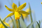 NARCISSUS CYCLAMINEUS MARCH SUNSHINE