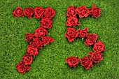 NUMBER 75 IN RED ROSES