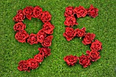 NUMBER 95 IN RED ROSES