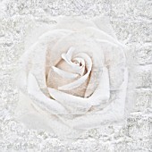 WHITE WALL AND ROSE