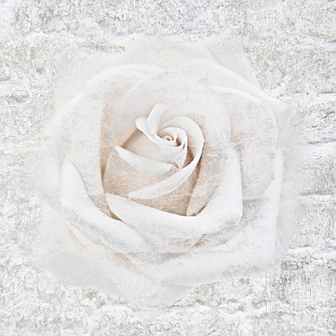 WHITE_WALL_AND_ROSE