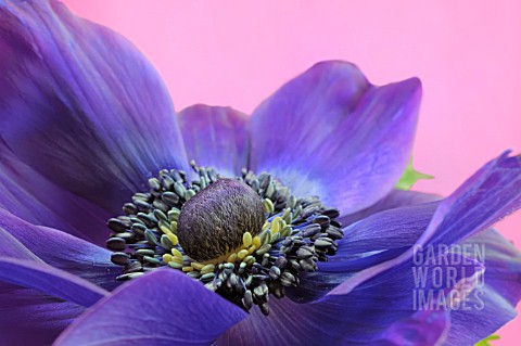 BLUE_ANEMONE_CORONARIA_ON_A_PINK_BACKGROUND