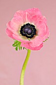 PINK ANEMONE CORONARIA ON A PINK BACKGROUND