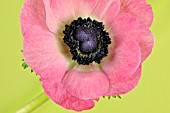 PINK ANEMONE CORONARIA ON A LIME GREEN BACKGROUND