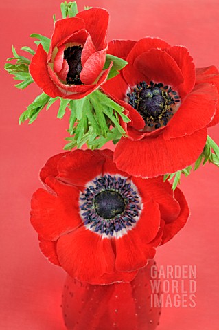 RED_ANEMONE_CORONARIA_IN_A_RED_VASE