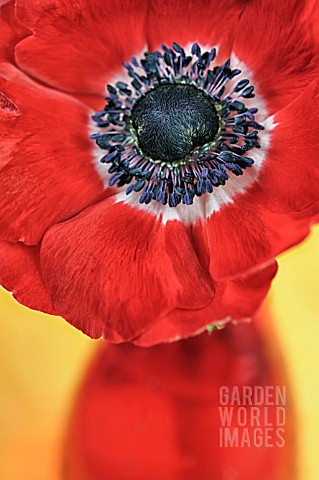 RED_ANEMONE_IN_RED_VASE