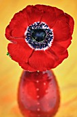 SINGLE RED ANEMONE CORONARIA IN A RED VASE  ON AN ORANGE-YELLOW BACKGROUND