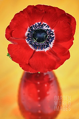 SINGLE_RED_ANEMONE_CORONARIA_IN_A_RED_VASE__ON_AN_ORANGEYELLOW_BACKGROUND