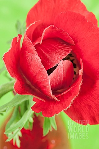RED_ANEMONE_CORONARIA_IN_A_RED_VASE