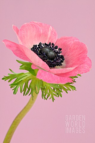 PINK_ANEMONE_CORONARIA_ON_A_PINK_BACKGROUND