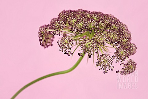 DEEP_RED_CULTIVAR_OF_THE_WILD_CARROT_DAUCUS_CAROTA_ON_PINK_BACKGROUND