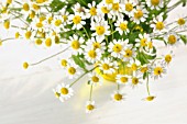 CAMOMILE FLOWERS IN YELLOW GLASS VASE