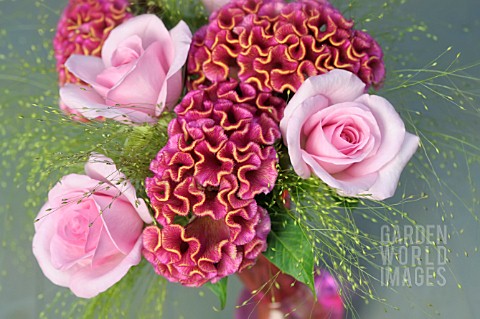 ROSES_AND_CELOSIA