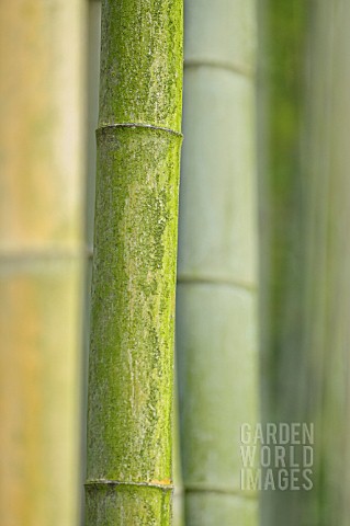 PHYLLOSTACHYS_PUBESCENS