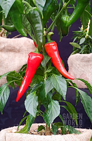CHILLI_PLANT_WITH_RIPENING_FRUIT