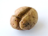 POTATO VERITY SHOWING SPLITTING OR CRACKING  DURING GROWTH