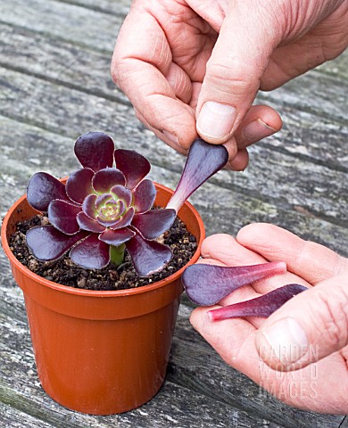 PROPAGATION_OF_AEONIUM_ARBOREUM_FROM_STEM_CUTTINGS_REMOVING_LOWER_LEAVES_FROM_POTTED_CUTTING