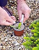 PROPAGATION OF SEDUM, DIVISION NOW POTTED, GRITTED AND LABELLED