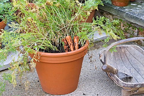 HARVESTING_POTGROWN_CARROTS_FIRST_CARROTS_PULLED_TRUG_AND_TROWEL_READY