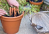 HARVESTING POT-GROWN CARROTS, PULLING THE FIRST FEW ROOTS