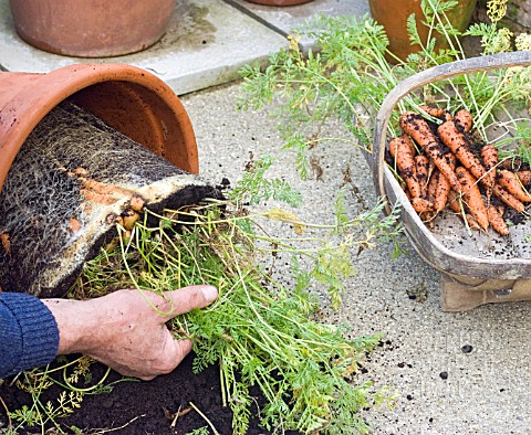 HARVESTING_POTGROWN_CARROTS_REMOVING_ROOTS_FROM_POT_PART_OF_HARVEST_PLACED_IN_TRUG