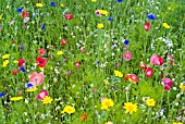 POPPIES, CORNFLOWERS, CORN MARIGOLDS AND OTHER ANNUALS GROWING IN NATURALISTIC MIXES AT THE RHS GARDEN, HARLOW CARR.