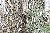 MATURE SILVER BIRCH TRUNKS, SHOWING FISSURED BARK WITH MOSSES AND LICHENS