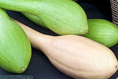 COURGETTE_TROMBONCINO