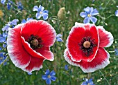 PAPAVER RHOEAS, RED WITH WHITE PICOTEE, WITH PERENNIAL FLAX, LINUM PERENNE