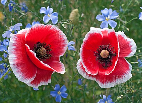 PAPAVER_RHOEAS_RED_WITH_WHITE_PICOTEE_WITH_PERENNIAL_FLAX_LINUM_PERENNE