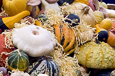 GOURDS_AND_SQUASHES_IN_A_DISPLAY
