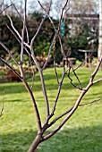 PRUNING A YOUNG CERCIS TREE, 1 CONGESTED BRANCHES BEFORE PRUNING