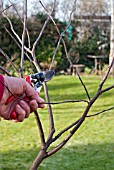 PRUNING A YOUNG CERCIS TREE, 3 REMOVING MORE CROSSING STEMS