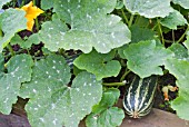 MARROWS GROWING IN A RAISED BED
