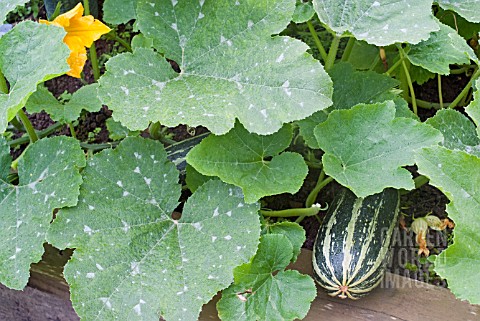 MARROWS_GROWING_IN_A_RAISED_BED