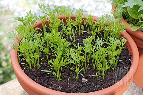 SEEDLING_CARROTS_GROWING_IN_A_LARGE_POT