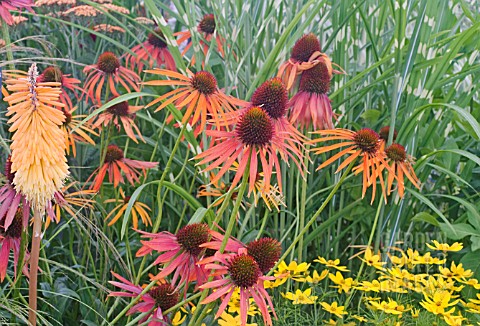 ECHINACEA_ARTS_PRIDE_WITH_KNIPHOFIA_COREOPSIS_AND_GRASSES